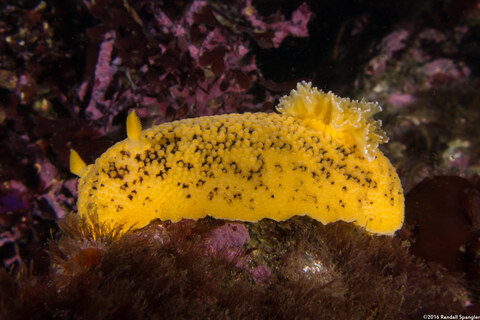 Peltodoris nobilis (Sea Lemon)