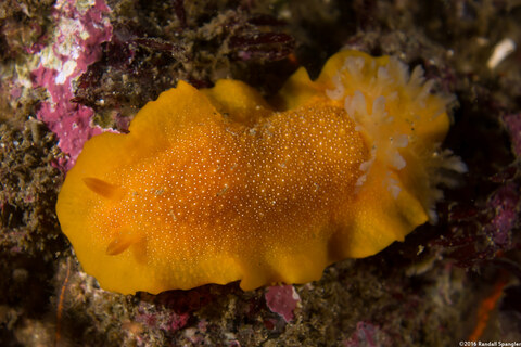Doriopsilla albopunctata (White-Spotted Dorid)