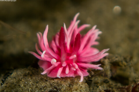 Okenia rosacea (Hopkins' Rose Nudibranch)