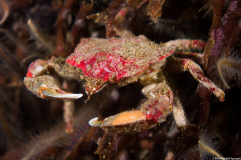Pugettia foliata (Foliate Kelp Crab)
