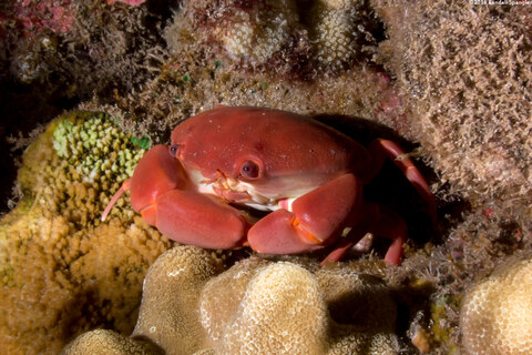 Carpilius convexus (Convex Crab)