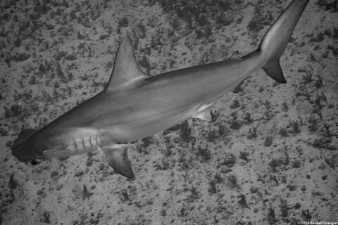 Sphyma lewini (Scalloped Hammerhead Shark)