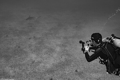 Sphyma lewini (Scalloped Hammerhead Shark)