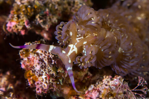 Pteraeolidia semperi (Blue Dragon Nudibranch)