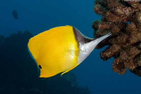 Forcipiger flavissimus (Common Longnose Butterflyfish)