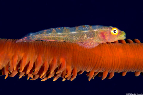 Bryaninops yongei (Wire Coral Goby)