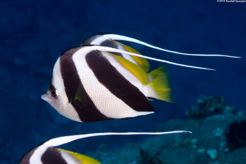 Heniochus diphreutes (Schooling Bannerfish)