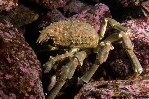 Loxorhynchus grandis (Sheep Crab)