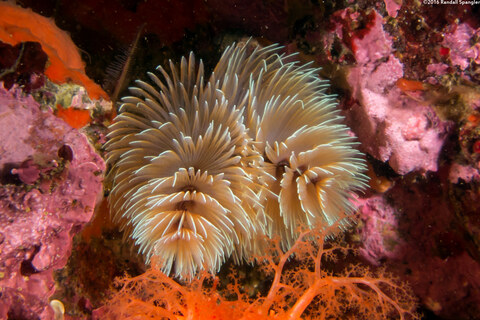 Bispira sp.4 (Bispira sp.4)