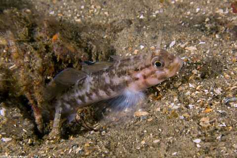 Rhinogobiops nicholsii (Blackeye Goby)