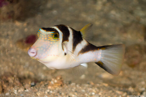 Canthigaster coronata (Crowned Toby)