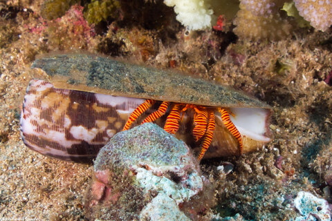 Ciliopagurus strigatus (Cone Shell Hermit Crab)
