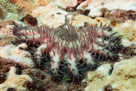 Acanthaster solaris (Crown-of-Thorns Star)