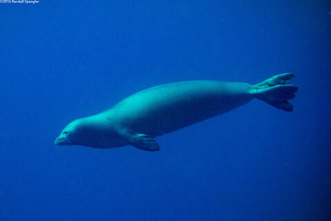 Monachus schauinslandi (Hawaiian Monk Seal)
