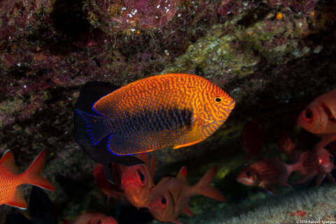 Centropyge potteri (Potter's Angelfish)