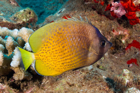 Chaetodon kleinii (Blacklip Butterflyfish)