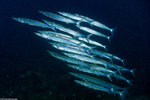 Sphyraena helleri (Heller's Barracuda)