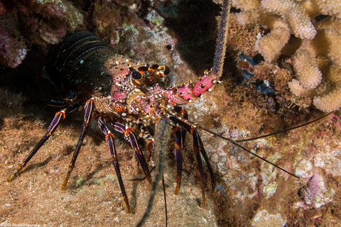 Panulirus marginatus (Banded Spiny Lobster)