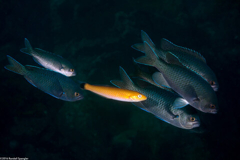 Oxyjulis californica (Señorita); Cleaning blacksmiths
