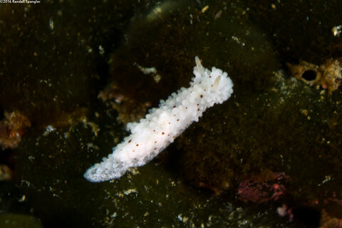 Aegires albopunctatus (Salt-and-Pepper Dorid)