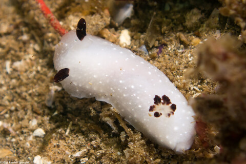 Cadlina limbaughorum (The Limbaughs' Cadlina)