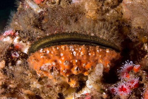 Crassadoma gigantea (Rock Scallop)