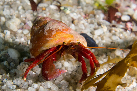 Pagurus hemphilli (Maroon Hermit Crab)