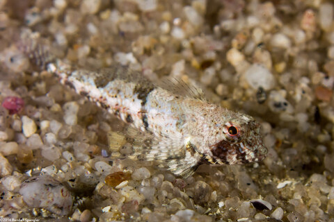 Orthonopias triacis (Snubnose Sculpin)