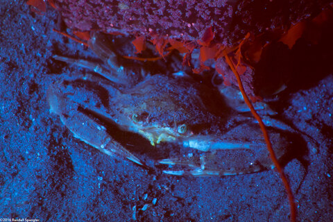 Achelous xantusii (Xantus' Swimming Crab)