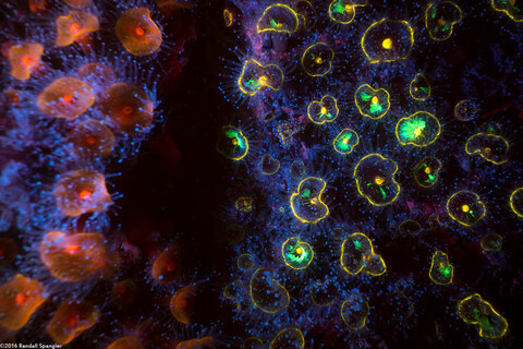 Corynactis californica (Club-Tipped Anemone)