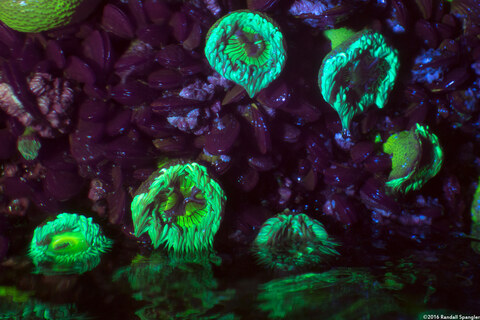 Anthopleura elegantissima (Aggregating Anemone)