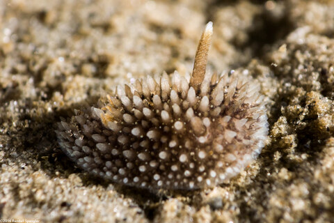 Acanthodoris brunnea (Brown Horned Dorid)