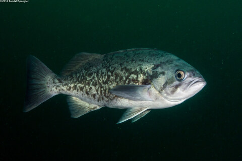Sebastes mystinus (Blue Rockfish)