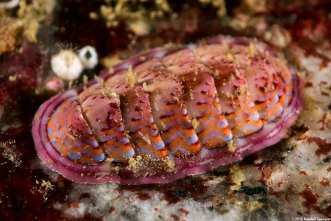 Tonicella lineata (Blue Lined Chiton)