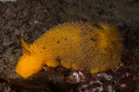 Doris montereyensis (Monterey Dorid)