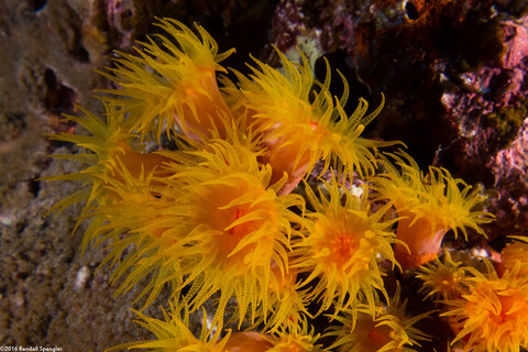 Tubastraea coccinea (Orange Cup Coral)