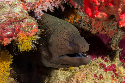 Gymnothorax javanicus (Giant Moray)