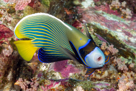 Pomacanthus imperator (Emperor Angelfish)