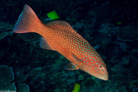 Plectropomus leopardus (Leopard Coral Grouper)