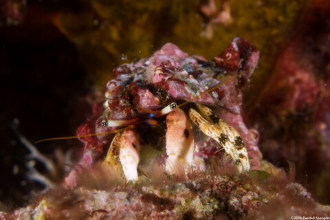 Calcinus pulcher (Beautiful Hermit Crab)