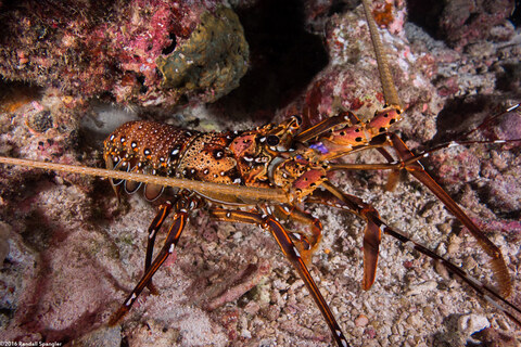 Panulirus femoristriga (Stripe-Leg Spiny Lobster)