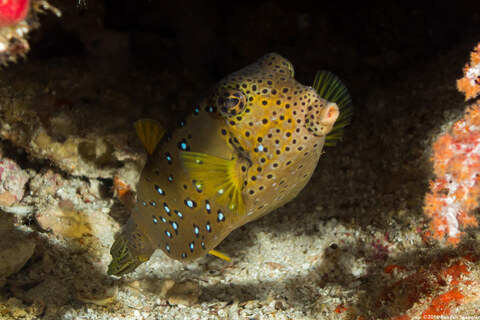 Ostracion cubicum (Yellow Boxfish)