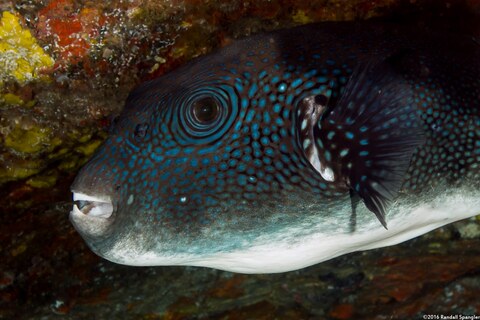 Arothron caeruleopunctatus (Blue-Spotted Puffer)