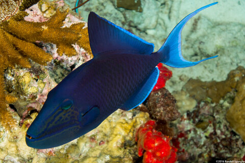 Odonus niger (Redtooth Triggerfish)