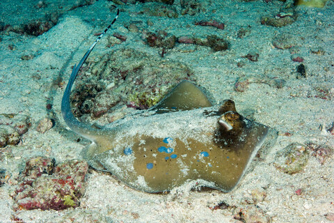Neotrygon kuhlii (Blue-Spotted Stingray)