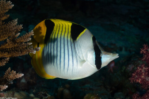 Chaetodon falcula (Saddleback Butterflyfish)