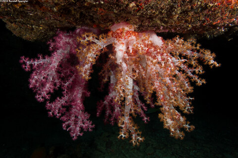 Dendronephthya sp.1 (Dendronephthya)