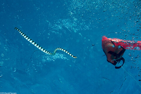 Laticauda colubrina (Banded Sea Krait)