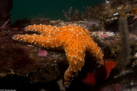 Pisaster ochraceus (Ochre Star)