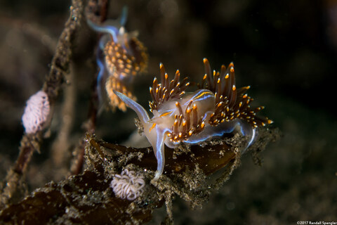 Hermissenda opalescens (Opalescent Nudibranch); Laying eggs